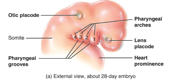 <p>pharyngeal arches/clefts (branchial arches)</p>