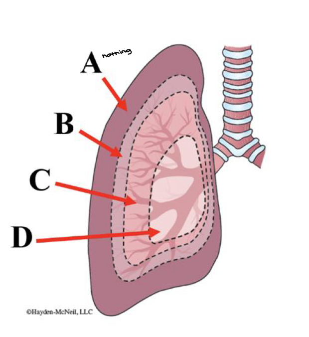 <ul><li><p>Residual: extra space in lungs </p><ul><li><p>D is at the level of primary and secondary volume </p></li></ul></li><li><p>Tidal volume comes from B</p></li></ul><p></p>