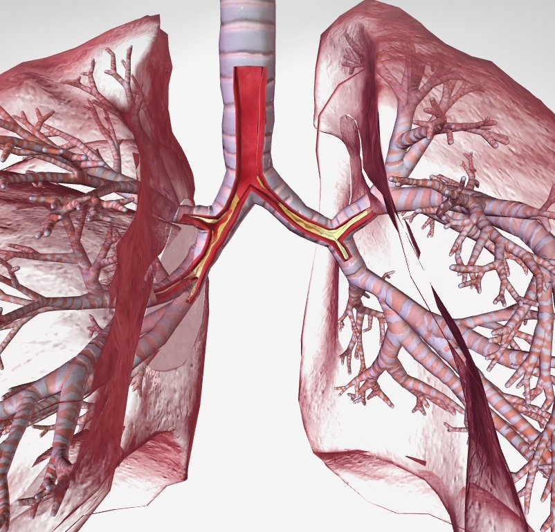 <p><span style="background-color: transparent;">An airflow-limiting condition that affects the lungs. Includes both emphysema and chronic bronchitis.</span></p>