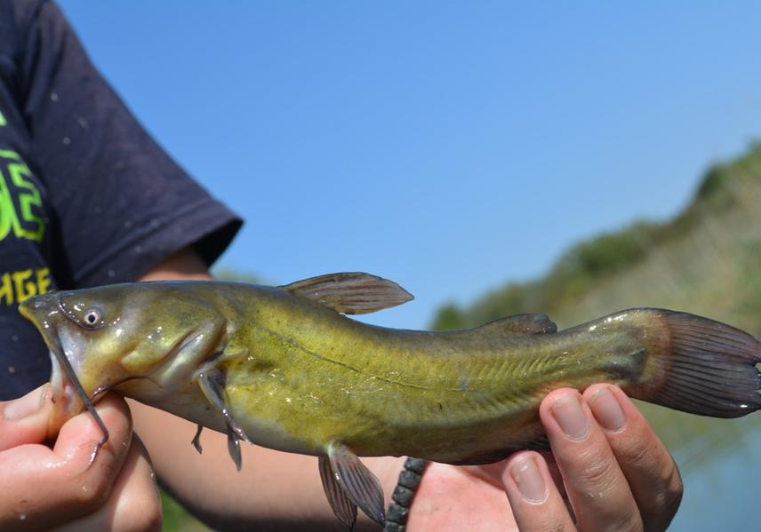 <p>Its caudal fin is truncated (squared off at the corners). It is typically black, dark brown, green on the dorsal side of its body and yellow or white on the ventral side.</p>