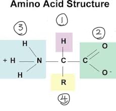 <p>k) Draw and label a diagram of an amino acid.</p>