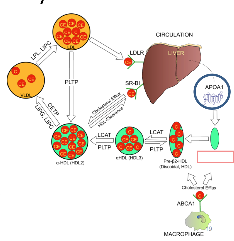 <p>___________interacts with peripheral cells (like macrophages) via the ABCA-1 transporter. ABCA-1 mediates the efflux of unesterified cholesterol onto Pre-β1-HDL, transforming itinto lipid-rich, disk-shaped Pre-β2-HDL.</p>