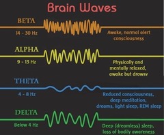 <p>the large, slow brain waves associated with the deep sleep of NREM-3.</p>