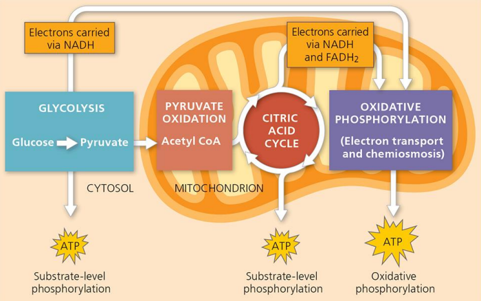<ol><li><p>Glycolysis</p></li><li><p>Pyruvate Oxidation (Prepatory/Prep Reaction)</p></li><li><p>Krebs (Citric Acid) Cycle</p></li><li><p>Oxidative Phosphorylation/Electron Transport Chain (ETC)</p></li></ol><p></p>