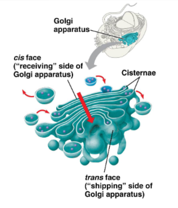 <ul><li><p>the ‘warehouse’ of the cell</p></li><li><p>this complex is made up of 3 to 20 flattened membranous sacs called cisternae, stacked on top of one another (like ‘pita bread’)</p></li><li><p>functions:</p><ul><li><p>modify, sort, package, and transport proteins received from the rough ER using enzymes in each cisternae</p></li></ul></li><li><p>formation of:</p><ul><li><p>secretory vesicles (proteins for exocytosis)</p></li><li><p>membrane vesicles (PM molecules)</p></li><li><p>transport vesicles (molecules to lysosome)</p></li></ul></li></ul><p></p>