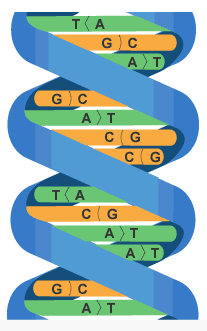 <ul><li><p>A</p></li><li><p>C</p></li><li><p>G</p></li><li><p>T</p></li></ul><p></p>