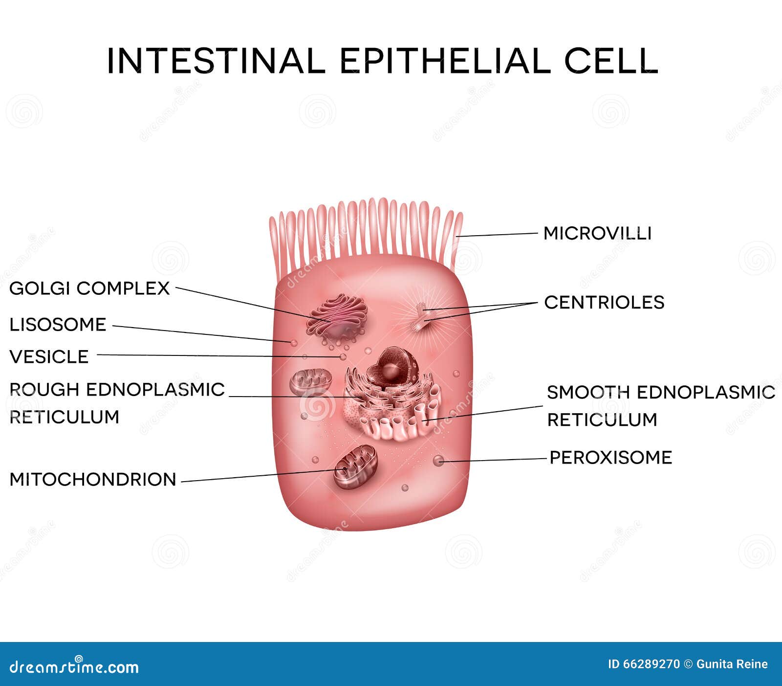 <p>Extension of plasma membrane </p><p>Increase cells surface area </p><p>Best developed in cells that specialize in absorption (epithelial cells of intestines and kidneys) </p><p>15 - 40 times as much absorption surface </p><p>On some cells they are dense and appear as fringe called brush boarder</p><p>Little internal structure except for bundles of stiff filaments called actin, they extend in and out of the cell and they are able to pull things through so that absorption can happen </p><p>Can also be sensory as seen on the taste buds and inner ear </p>