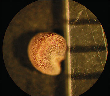 <p>Identify the seed</p>