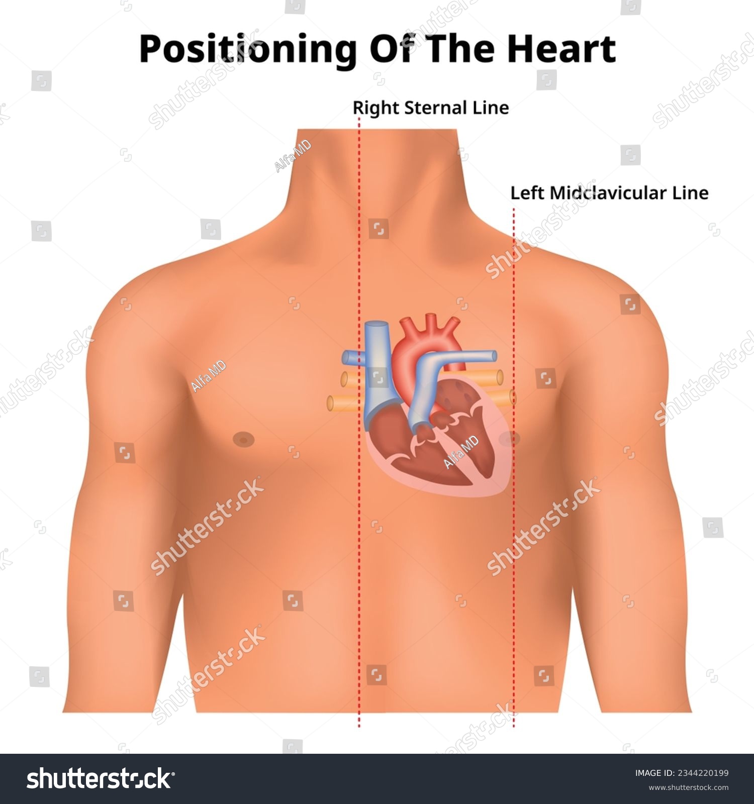 <p>It has a base at the very beginning, where the great vessels attach </p><p>And apex which is bluntly pointed at the lower end, just above the diaphram </p><p>It tilts towards the left from the base to apex, so that more than half the heart is on the left side of the median plan </p><p>The heart is approximately 3.5” wide at the base, 5” long from base to apex, and 2.5” wide anterior to posterior </p><p>Roughly the size of your hand</p><p>10 ounces in weight </p>