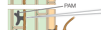 <p>hyphae induce formation of new prepenetration apparatus structure inside cortical cell</p>