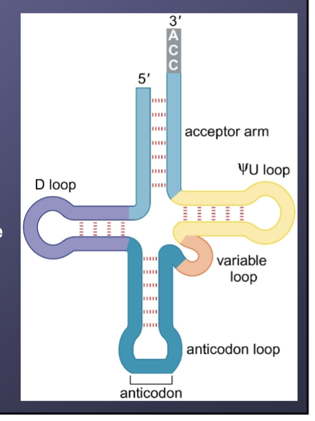 <ul><li><p>Amino acid acceptor arm</p></li><li><p><span>Pseudouridine loop</span></p></li><li><p><span>Dihydrouridine (D) loop</span></p></li><li><p><span>Anticodon loop</span></p></li><li><p><span>Variable loop</span></p></li></ul><p></p>