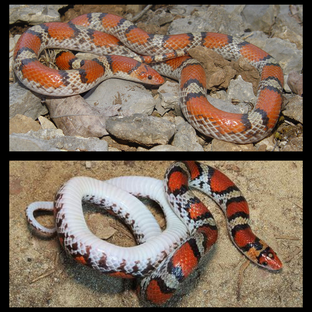 <p>Scarlet Snake </p>