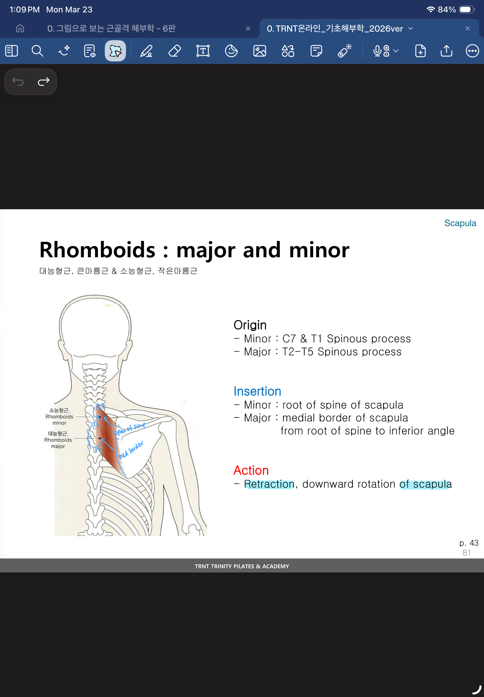 <p>root of spine of scapula → C7 & T1 Spinous process</p>