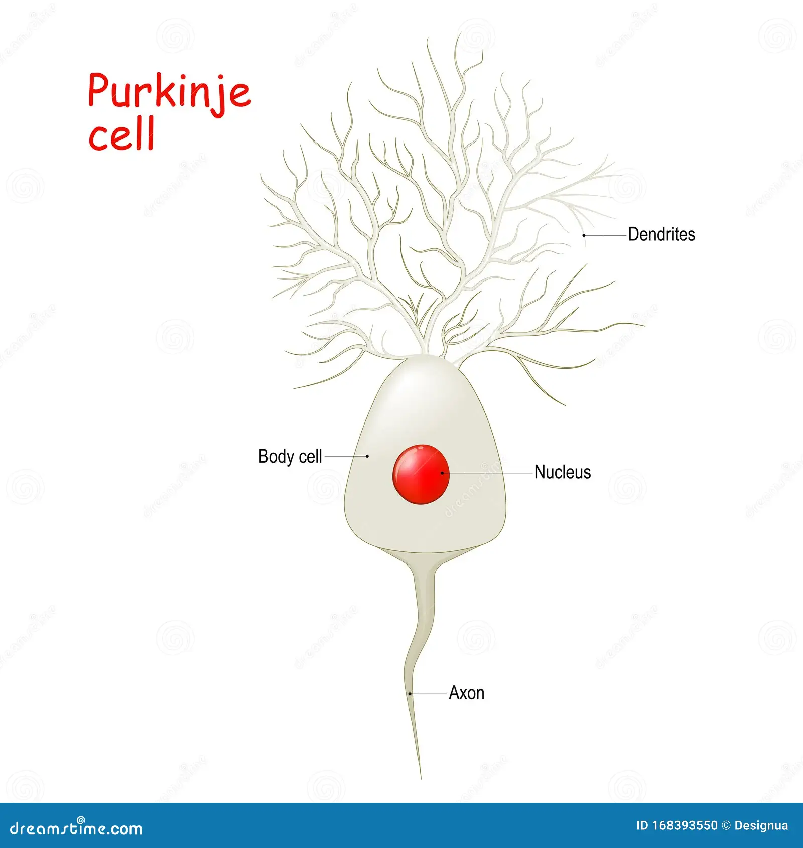 <p>Purkinje cells </p>