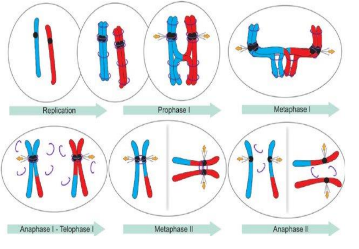 <p>Chromosome behavior in meiosis</p>