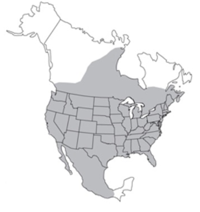 <p>Hoary bat</p><p>moths and beetles</p><p>decid and coniferous forest, mature trees, desert canyons, migratory</p><p>roosts in trees; solitary</p><p>largest bat in its range</p>