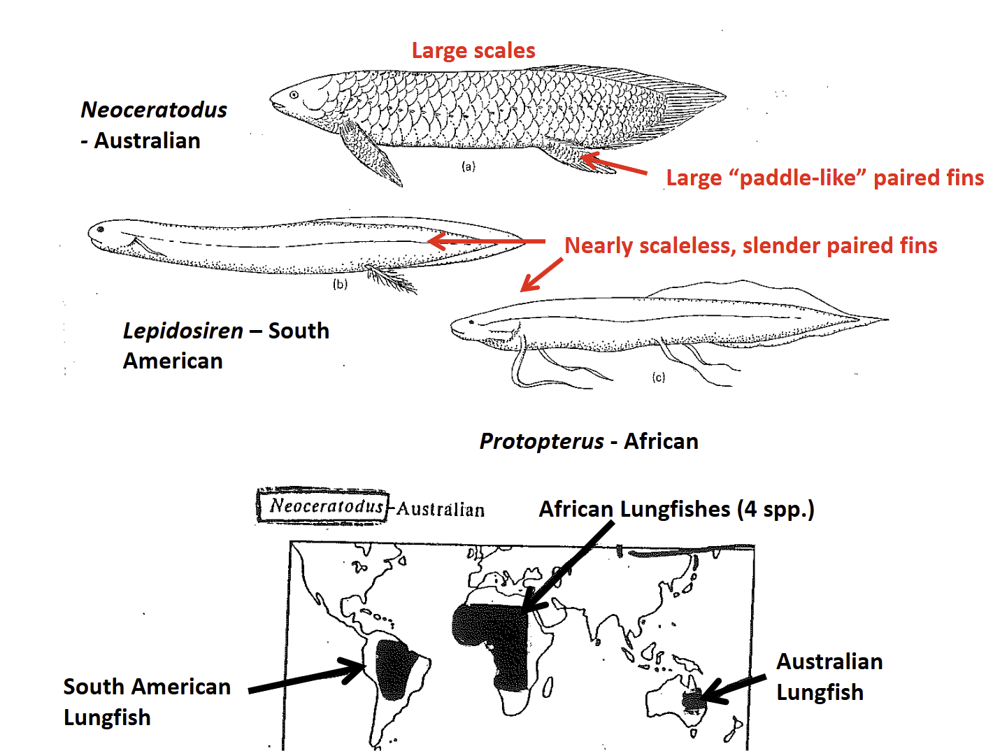 <p>South American (Lepidosiren) &amp; African (Protopterus) Lungfishes</p>