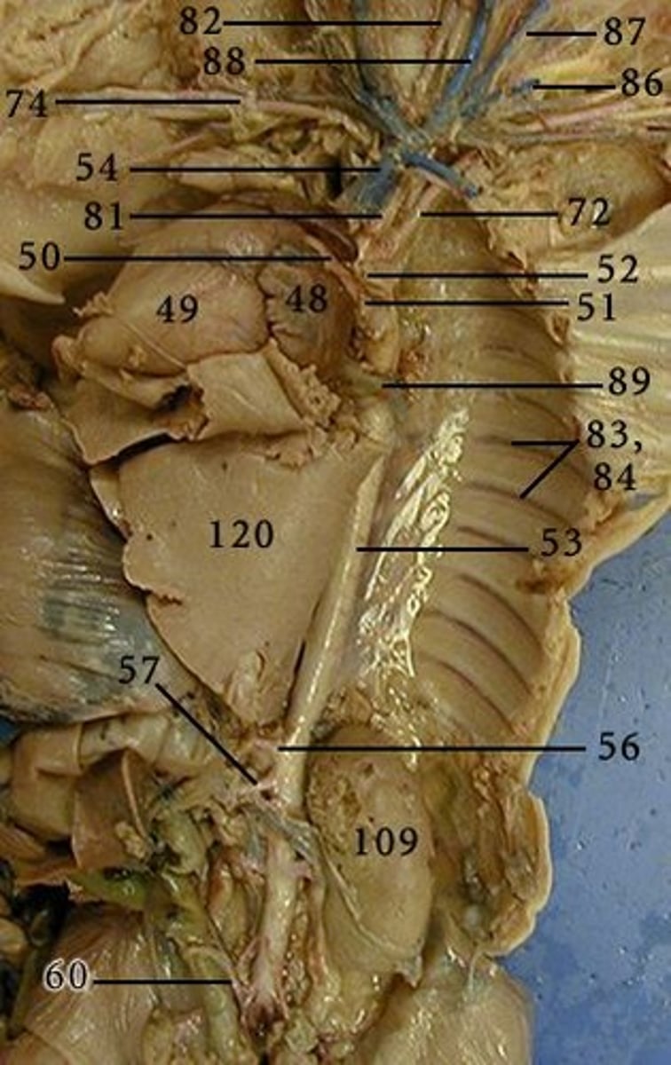 <p>56 = ?</p>