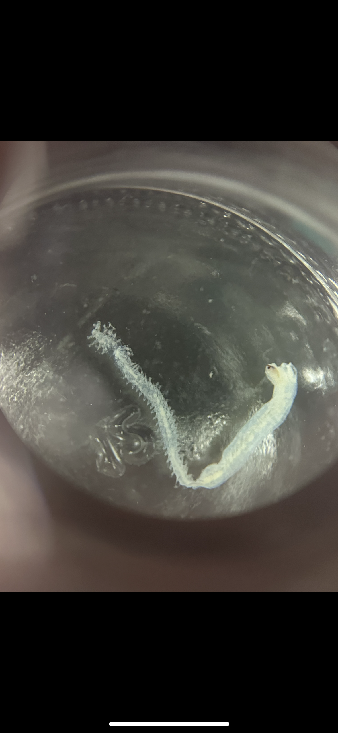 <p>Phylum: Annelida</p><p><strong>Class: Polychaeta</strong></p><p>Family: Nereidea</p><p>Genus: <strong>Nereis </strong></p>