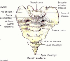 <p>concave anterior surface</p><p>PELVIC SACRAL</p><p>FORAMINA: four pairs of openings for</p><p>the ventral rami S1- S4</p>