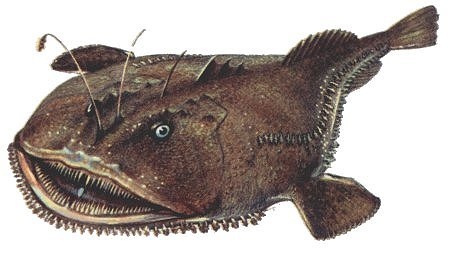 <p>what we call a monkfish </p>
