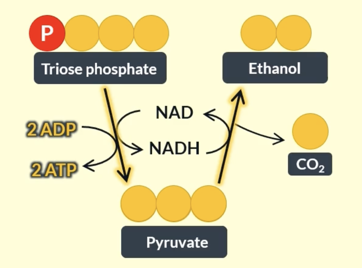 <p>first stage is glycolosis in the cytoplasm </p><p>pyruvate is reduced as a molecule of NADH donates a H (NADH gets oxidised), so pyruvate is converted into ethanol and CO2 </p><p>the NADH used is the same one produced from glycolysis </p><p></p>