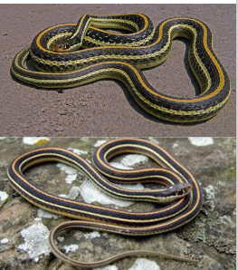 <p>Family: Natricidae</p><p>Location: W<span>idespread E 1/3, Riparian Corridors W. of Flint Hills</span></p><p><span>ID: Back: 3 Light Stripes: 1 “clean” dorsal + 2 clean sides; </span><span style="font-size: calc(var(--scale-factor)*18.77px);">Belly: “Clean” Cream or pale green; single anal plate; keeled scales; clean labials w/ white bar in front of eye, parietal dots; long tail</span></p><p><span style="font-size: calc(var(--scale-factor)*18.77px);">Life/History: moist areas; eats small frogs and fish; live birth</span></p>