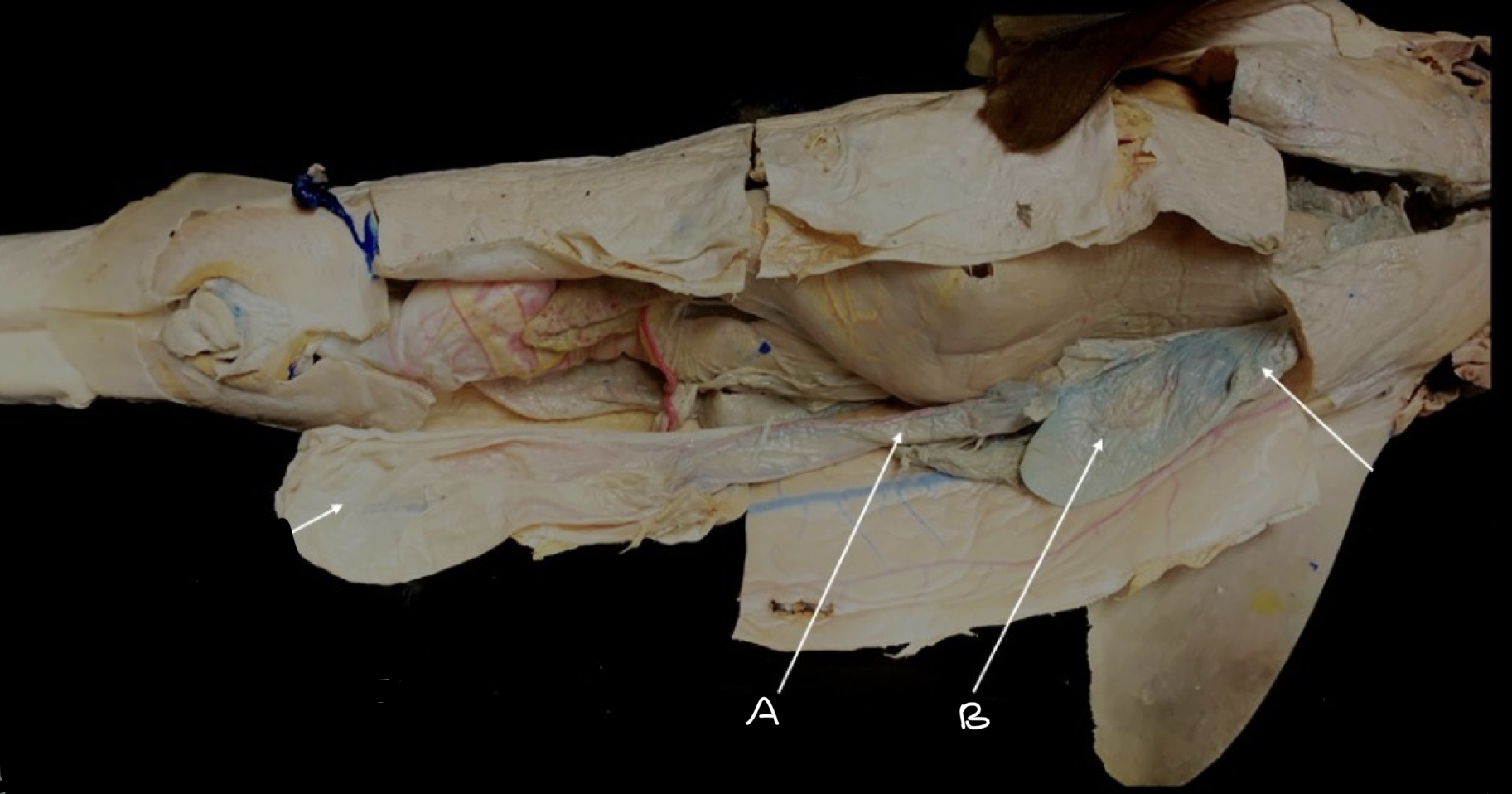 term image