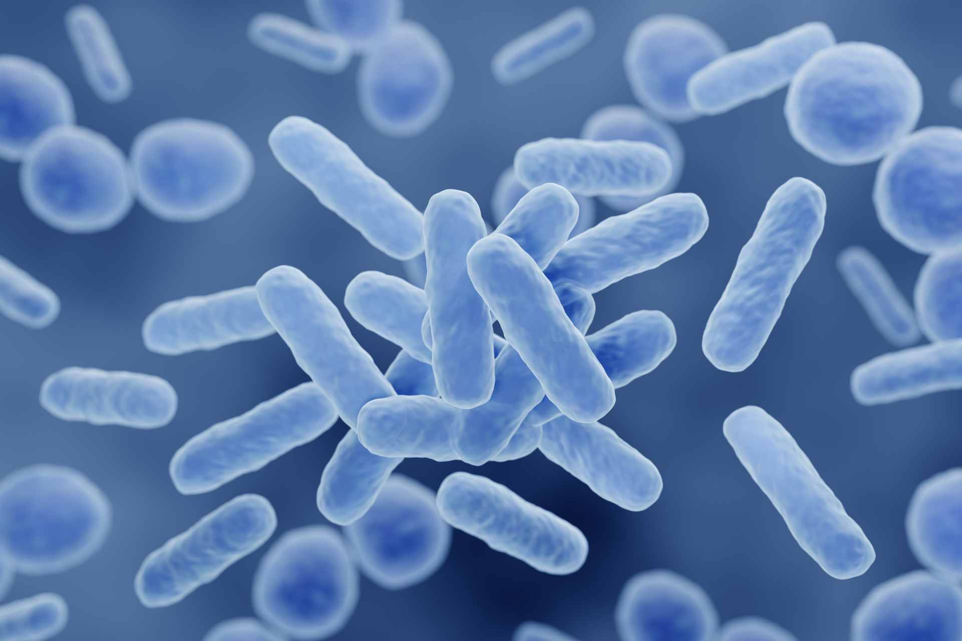 <p>lactobacilli!</p>