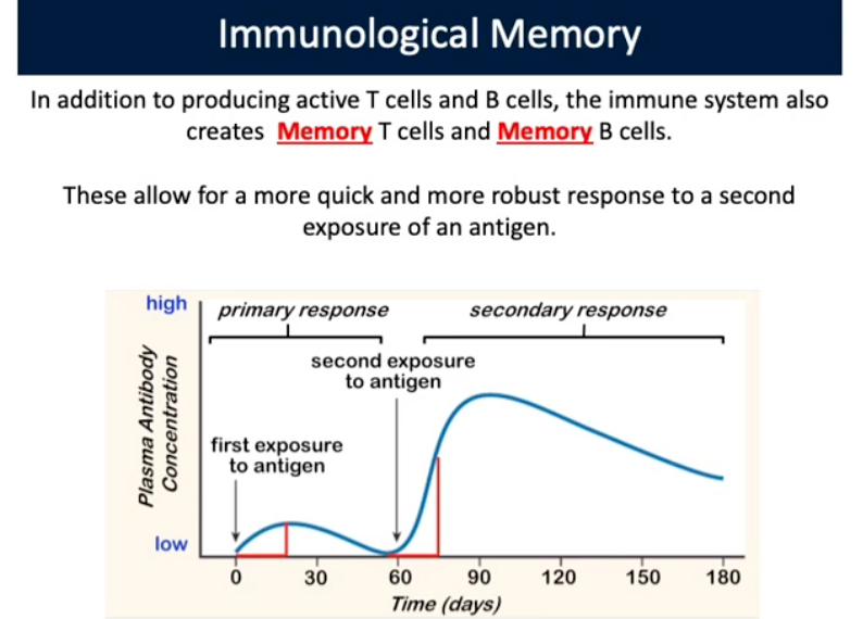 <p>Produce active T-cells and B-cells, the immune system also creates memory T and B cells. Allow for quick/robust response to a second exposure of an antigen</p>
