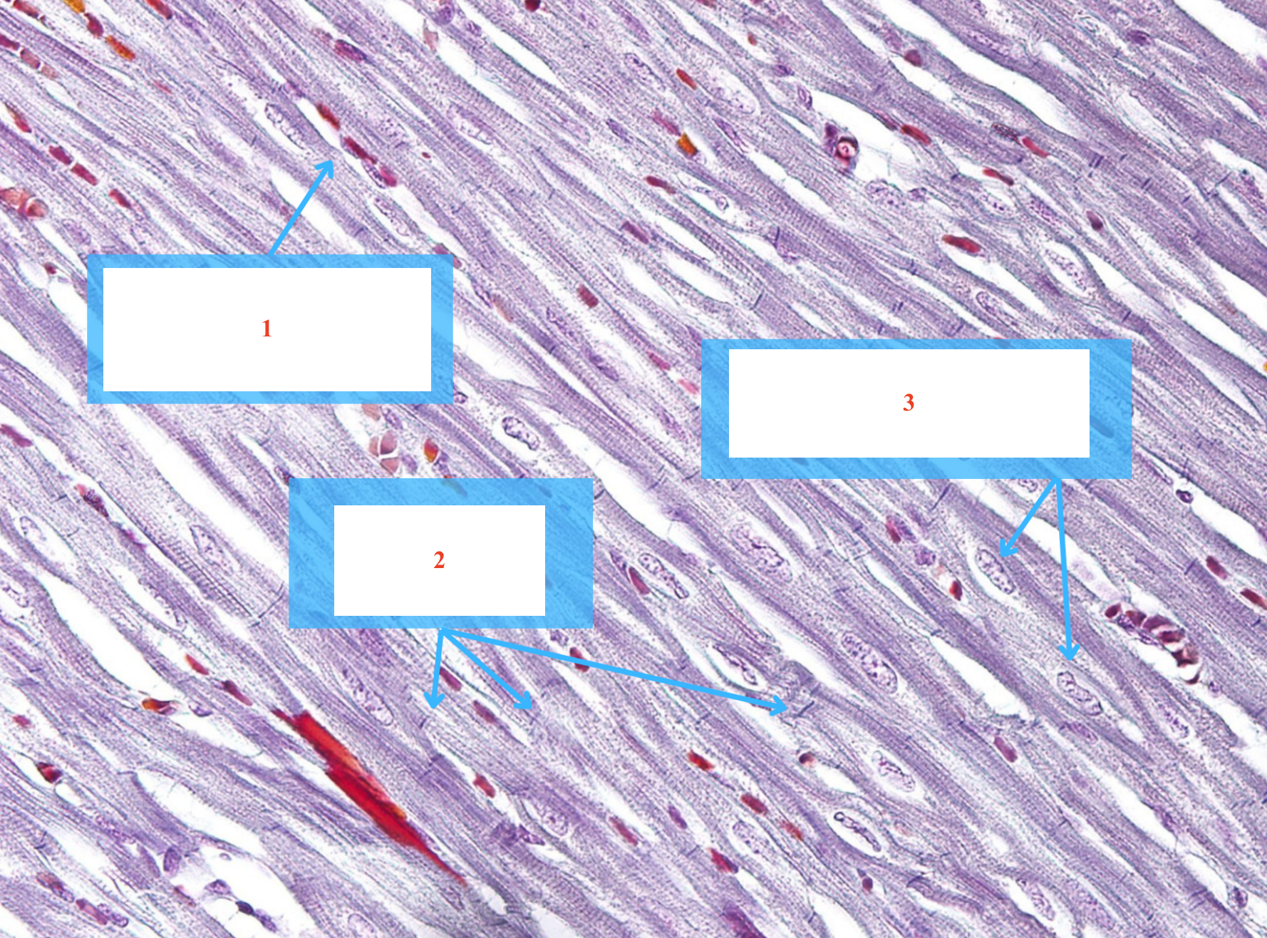 <p>Cấu trúc gì ? (số 1 + 2)</p><p>Tế bào gì (số 3)</p>