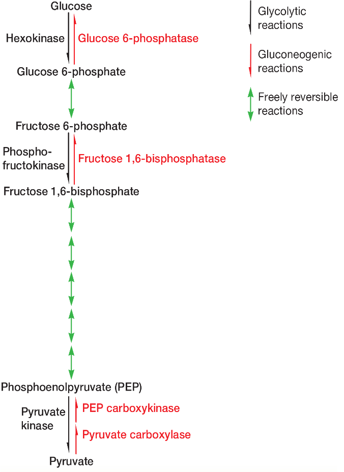 <ul><li><p>include metabolic pathways that function both catabolically and anabolically</p></li></ul><ul><li><p>include EMP/ gluconeogenesis, TCA, PPP</p></li></ul><p></p>