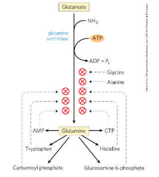 <p>By converting ammonia into glutamine, the brain protects itself from toxicity, why must this system be tightlt regulated </p>