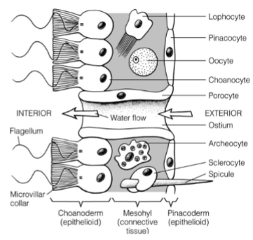 <p>• Pinacoderm</p><p>– Exopinacoderm: covers outer surface</p><p>– Endopinacoderm: lines incurrent and excurrent canals</p><p>• Choanoderm: forms atrial lining and lining of chonaocyte chambers</p><p>• Mesohyl: connective tissue between pinacoderm and chonaoderm</p>