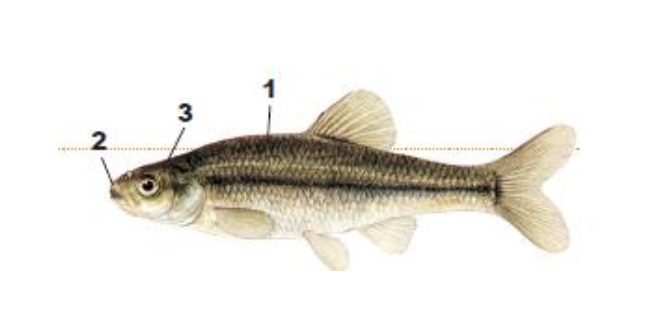 <p>1) crowded scales between head and dorsal fin</p><p>2) blunt snout with slanted mouth</p><p>3) head short and flat on top</p>