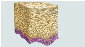 <p>Stratified squamous epithelium forming a wet protective lining against abrasion. Apical: flat, squamous cells; basal: cuboidal or columnar in shape, actively undergoing mitosis. Found in oral cavity, esophagus, vagina, anal canal</p>