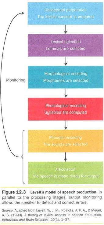 <p>top down</p><p>production of single words</p><p>concept of word prepared → selected → meaning concept selected → syllabes selected → sounds → speech preparation</p><p><strong>monitoring</strong>: recognising an error (may be broken in speech difficulties)</p><p>feedback between levels limited</p>
