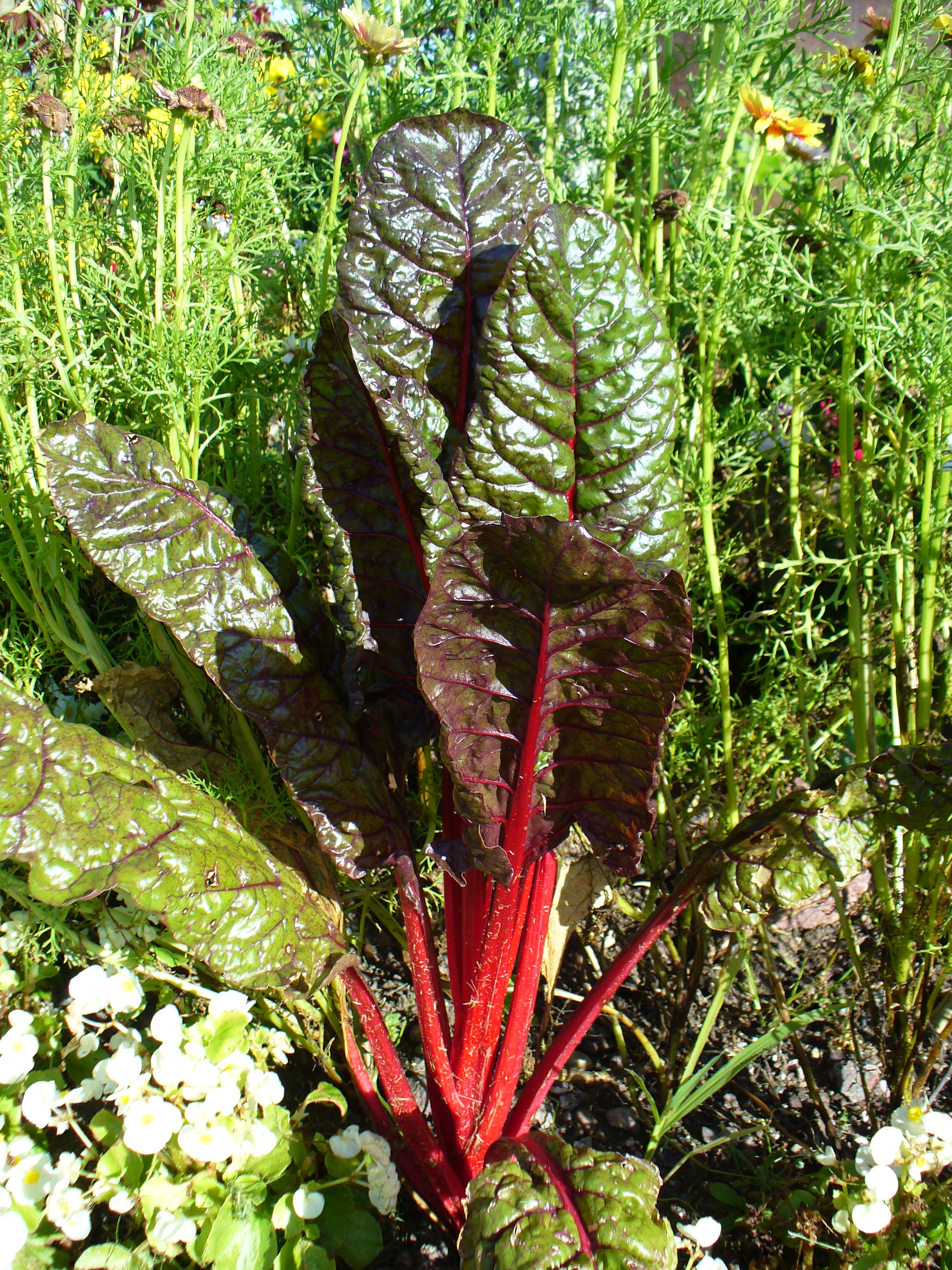 <p>chard</p>