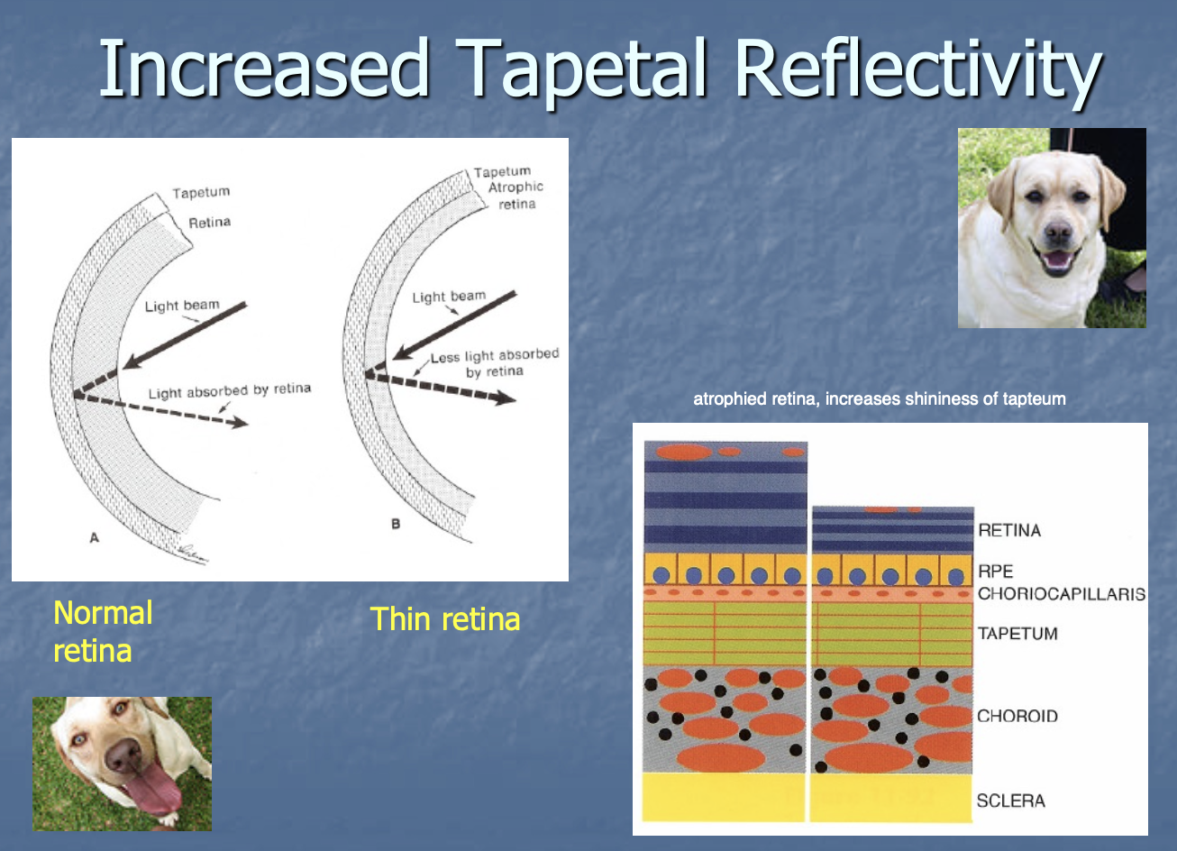 <p>increased tapetal reflectivity</p>