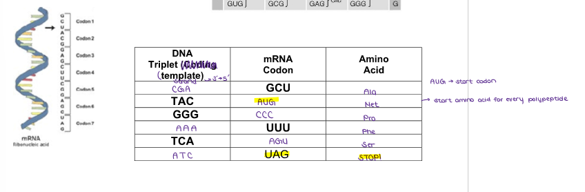 knowt flashcard image