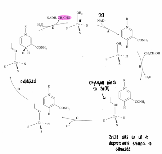knowt flashcard image