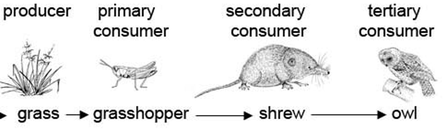 <p>a heterotroph that feeds directly on primary producers (like plants or algae) to obtain energy</p>