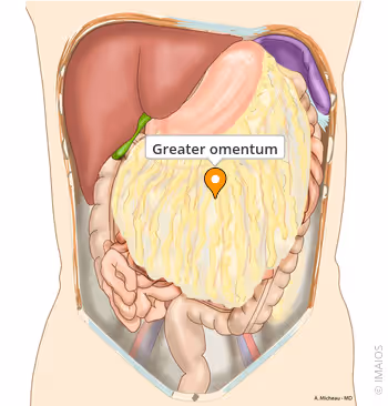 <p>greater curvature of stomach to transverse colon</p>