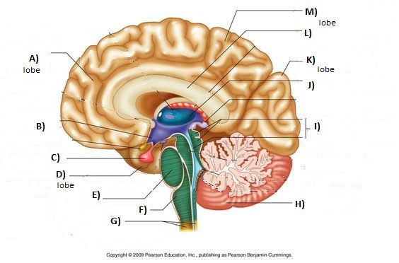 <p>Label: Cerebellum</p>