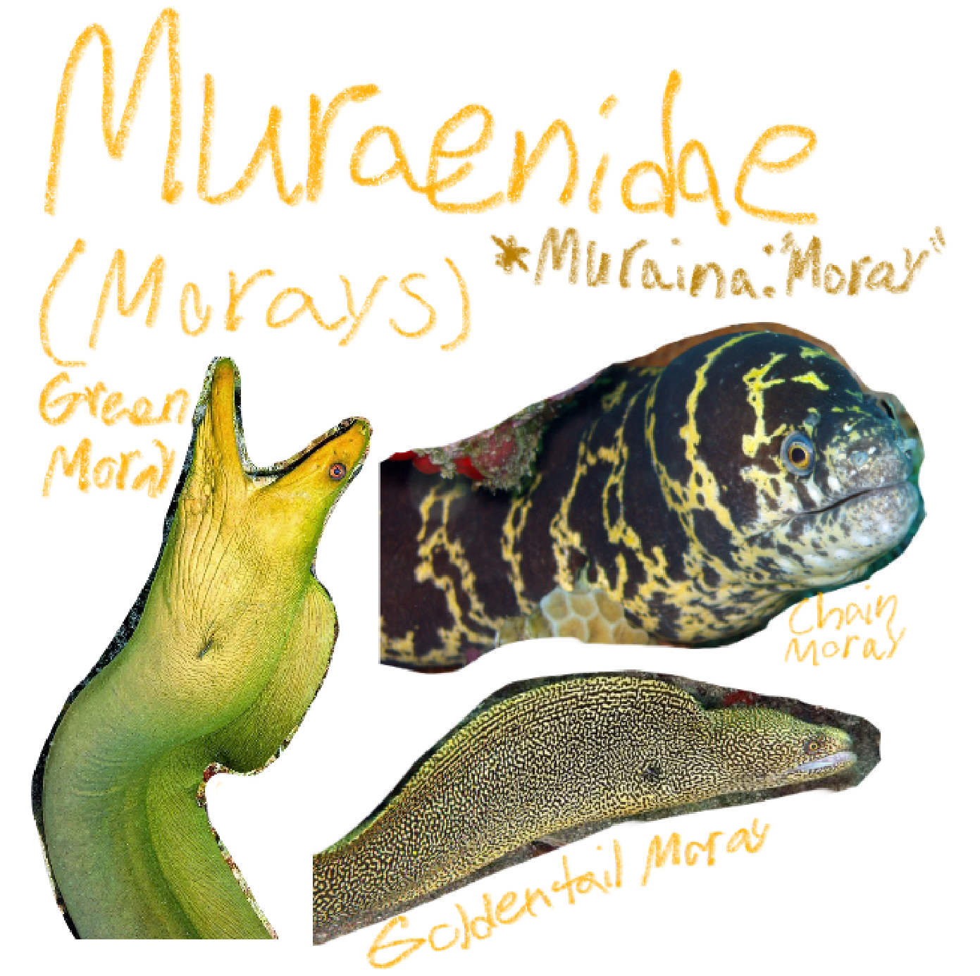 <p>Moray eels AKA Cosmopolitan eels</p><p>(Muraina: “Moray”)</p><p>Includes: Green moray eel, Goldentail moray, Chain moray</p><p>*Found in GOT (Green moray) and Yawkey</p>