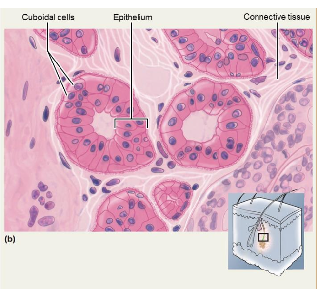 <p>• Many layers of square cells</p><p class="p1">• Found in ducts of some sweat glands</p><p class="p1">• Not very common: small part of esophagus</p>
