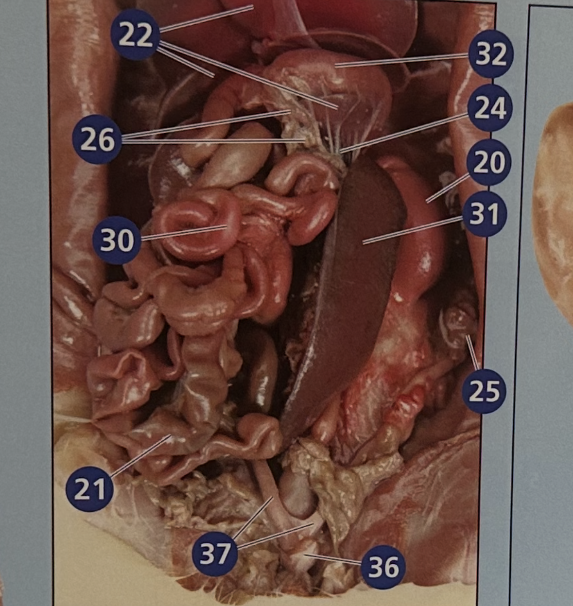 <p>32 =</p>