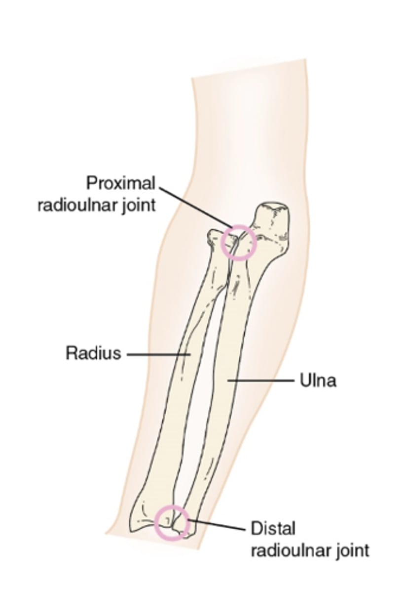 <p>distal articulation of the ulna and radius</p><ul><li><p>synovial joint</p></li><li><p>pivot joint</p></li><li><p>uniaxial- allowing only pronation and supination of the forearm </p></li></ul><p></p>