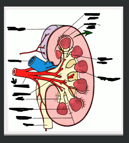 <p>What structure is arrow pointing to?</p>