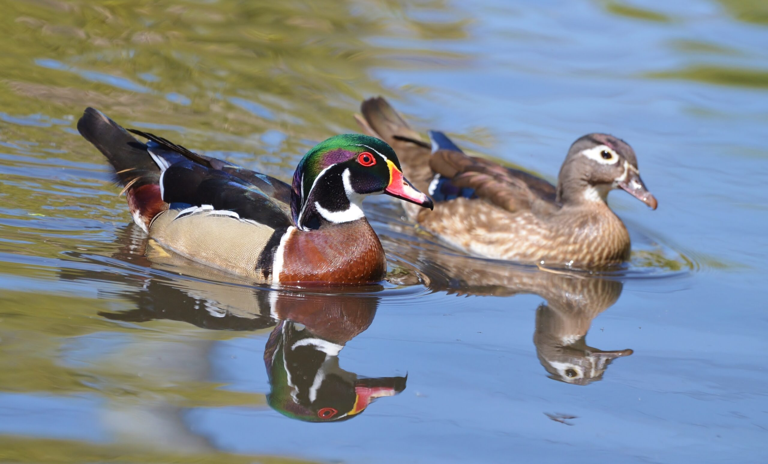 <p>Wood Duck</p>